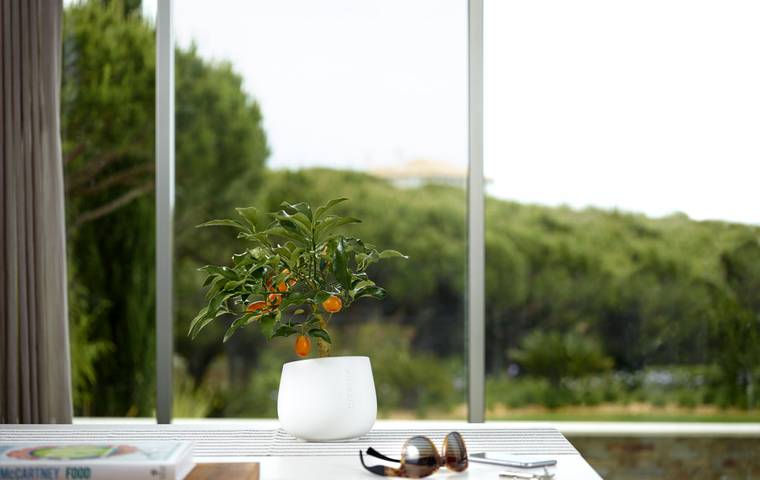 How to take care of your Citrina and Houseplants (and make them love you!)