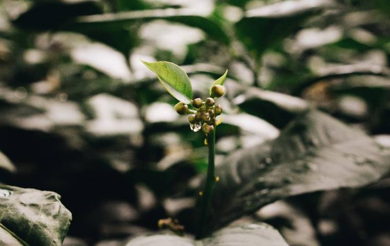 How do the fruits of CITRINAS develop?