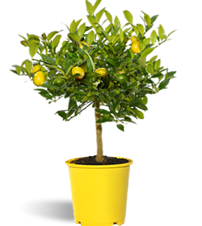 Lyvia 21cm