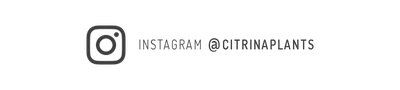 @Citrinaplants Instagram