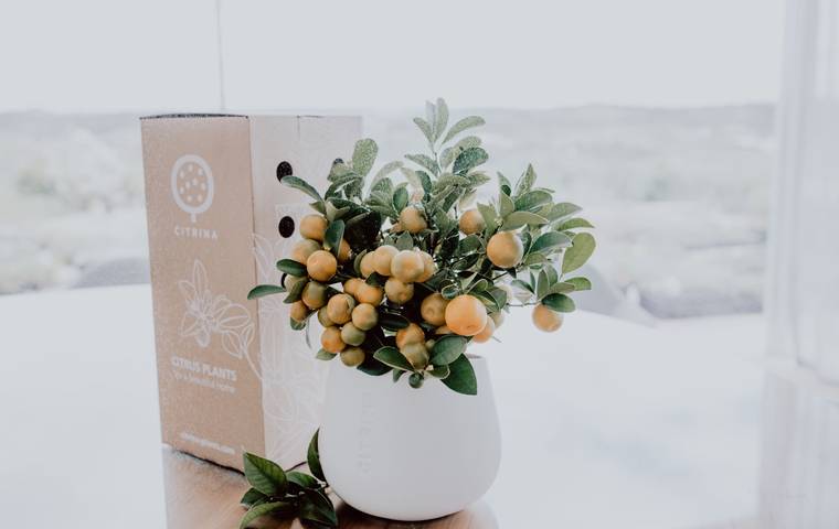 4 Reasons to buy Citrinas online?