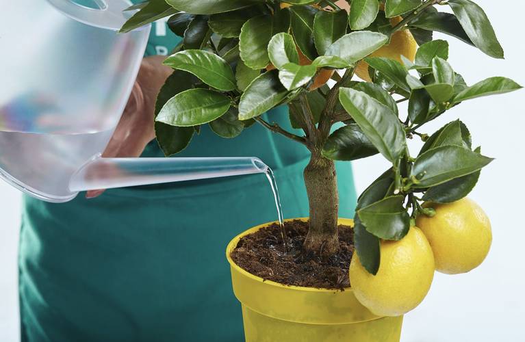 regar a planta