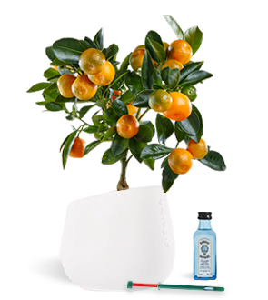 PACK GIN BOMBAY 12CM