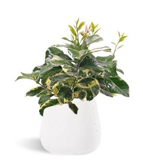 Lisa 12cm Variegated Pink (without fruit)