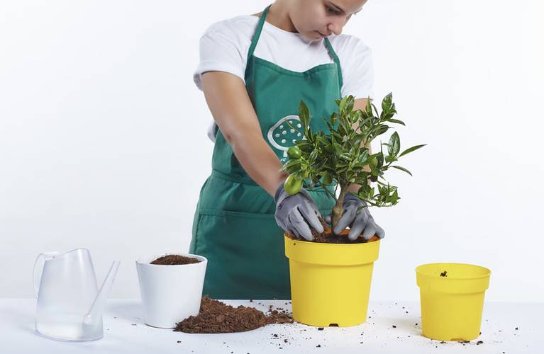 Repotting